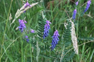 vicia cracca (2) (1000 x 667)